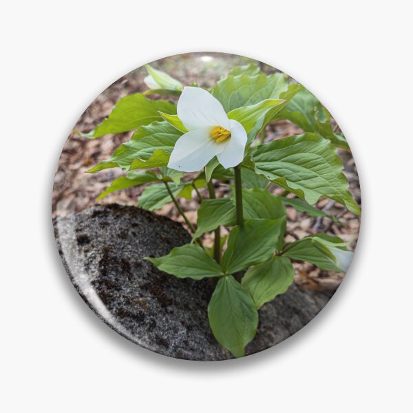 Item preview, Springtime Trilliums in full bloom designed and sold by Roxane Bay.