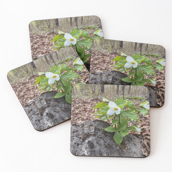 Item preview, Springtime Trilliums in full bloom designed and sold by Roxane Bay.