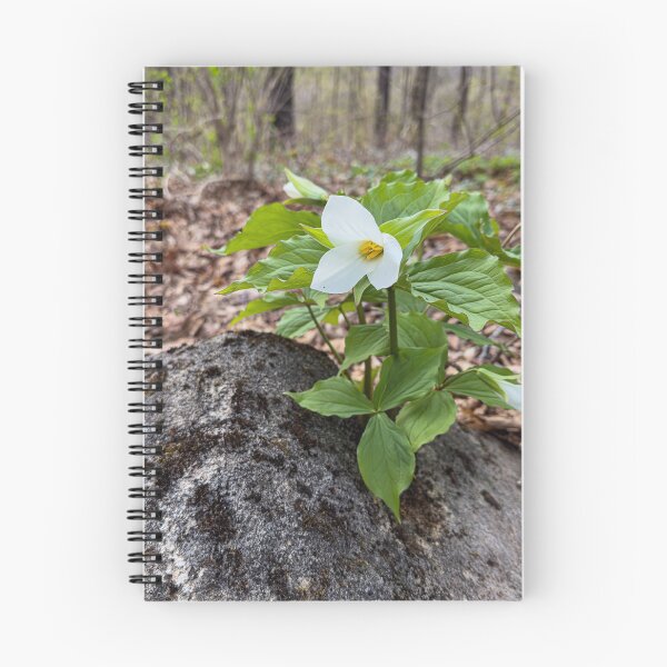 Item preview, Springtime Trilliums in full bloom designed and sold by Roxane Bay.