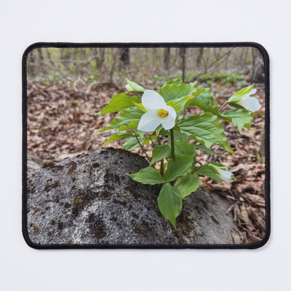 Item preview, Springtime Trilliums in full bloom designed and sold by Roxane Bay.