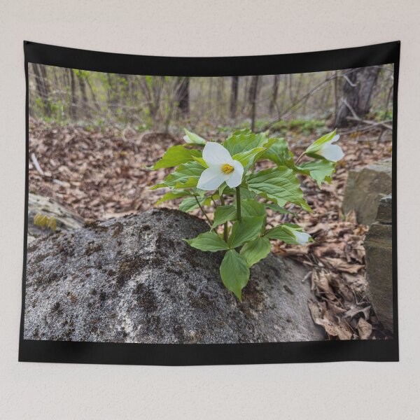 Item preview, Springtime Trilliums in full bloom designed and sold by Roxane Bay.