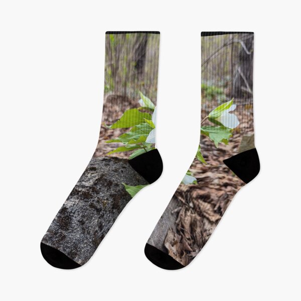 Item preview, Springtime Trilliums in full bloom designed and sold by Roxane Bay.
