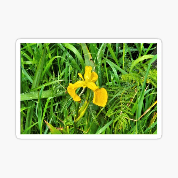 Item preview, Flor de iris amarillo en floración con helechos. designed and sold by FranWest.