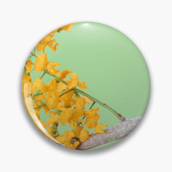 Item preview, Beautiful yellow flowers of the Padauk flower (Pterocarpus macrocarpus). designed and sold by MiMee4451.