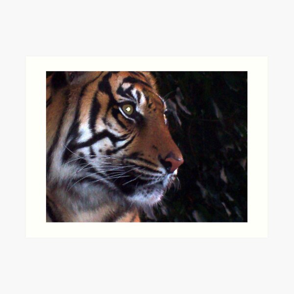 Tiger, Tiger Art Print