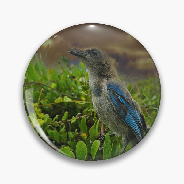 Item preview, Florida Scrub Jay, designed and sold by RiverRatSkippy.
