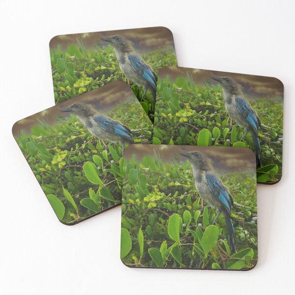 Item preview, Florida Scrub Jay, designed and sold by RiverRatSkippy.