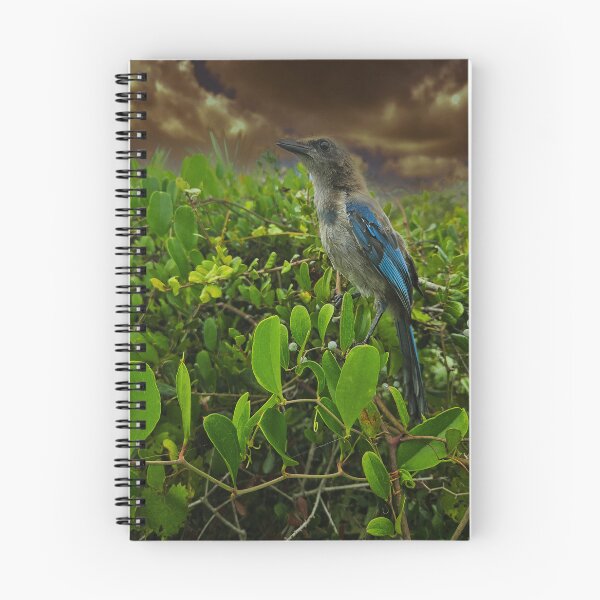 Item preview, Florida Scrub Jay, designed and sold by RiverRatSkippy.