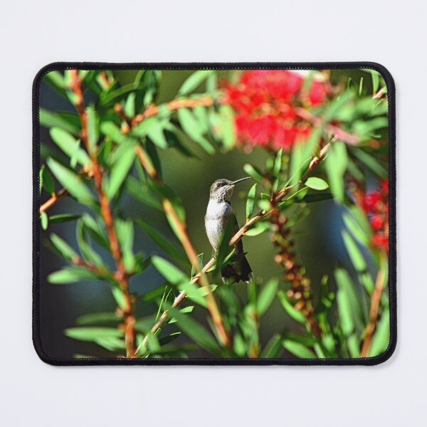 Item preview, Hummingbird Among The Bottlebrush designed and sold by LisaWootenPhoto.