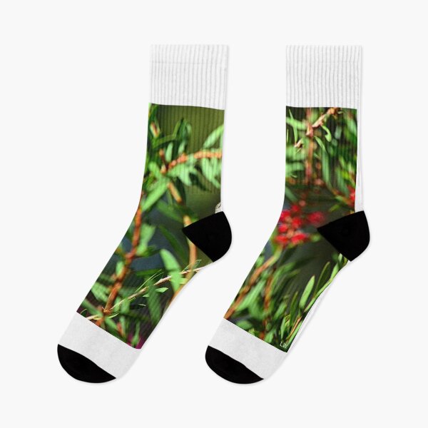 Item preview, Hummingbird Among The Bottlebrush designed and sold by LisaWootenPhoto.