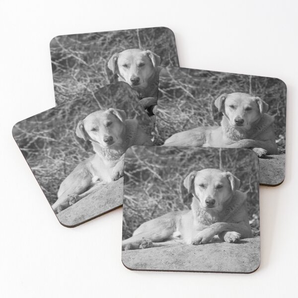 Item preview, Stray Dog, Resting designed and sold by Still Wild.