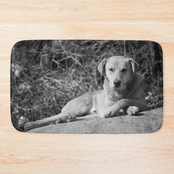 Item preview, Stray Dog, Resting designed and sold by Still Wild.