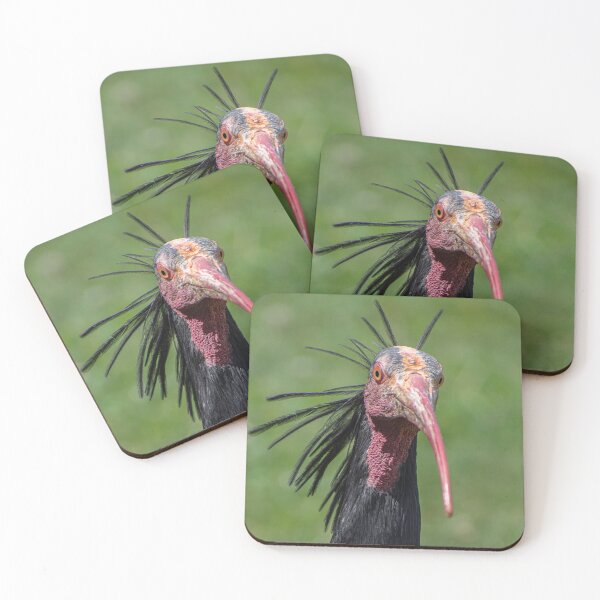 Item preview, Bad Hair Day – Northern Bald Ibis Close-Up designed and sold by Still Wild.