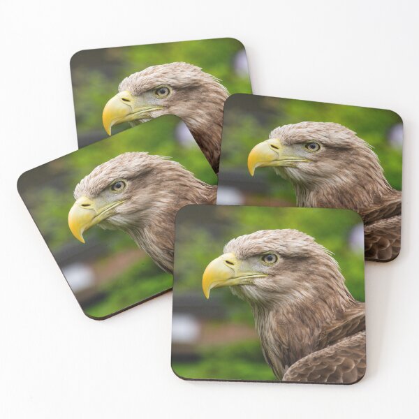 Item preview, White-tailed Eagle – Fierce Eyes and Windblown Grace designed and sold by Still Wild.