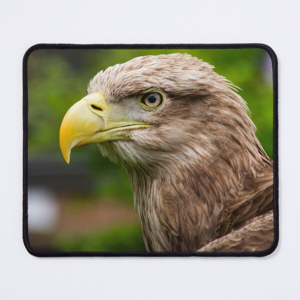 Item preview, White-tailed Eagle – Fierce Eyes and Windblown Grace designed and sold by Still Wild.