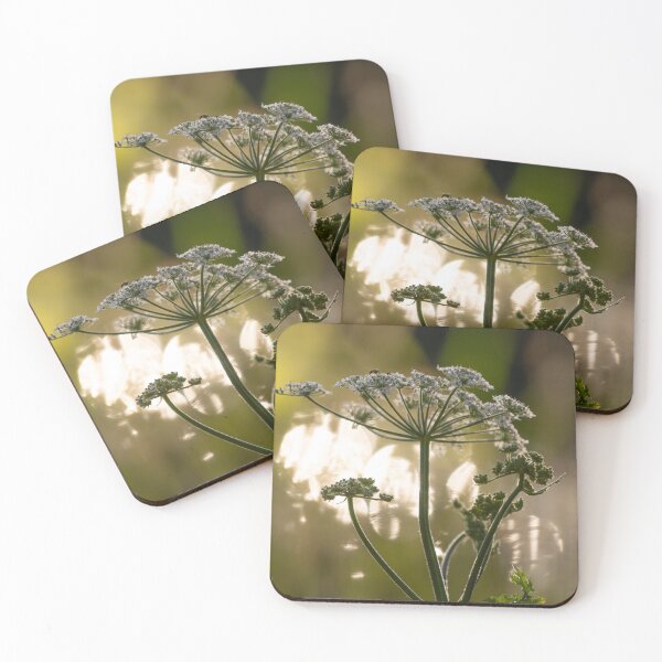 Item preview, Stillness at Sundown – Drone Fly on Hogweed designed and sold by Still Wild.