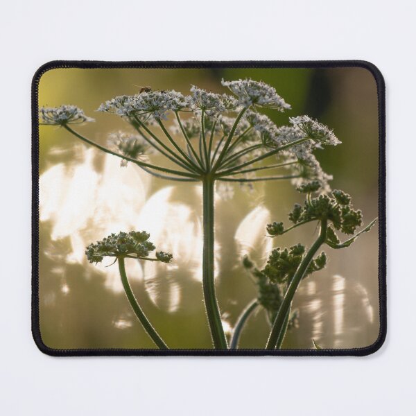 Item preview, Stillness at Sundown – Drone Fly on Hogweed designed and sold by Still Wild.