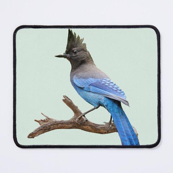 Artikelvorschau, Steller Jay entworfen und verkauft von Lalena Guider.