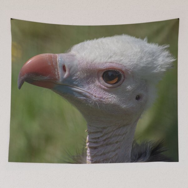 Item preview, Juvenile White-headed Vulture in Profile designed and sold by Still Wild.