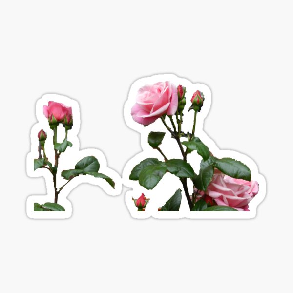 Item preview, THE EXQUISITE PINK ROSE  designed and sold by JoAnnHayden.