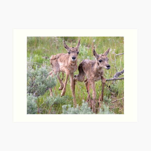 Pronghorn Twins Romping Art Print