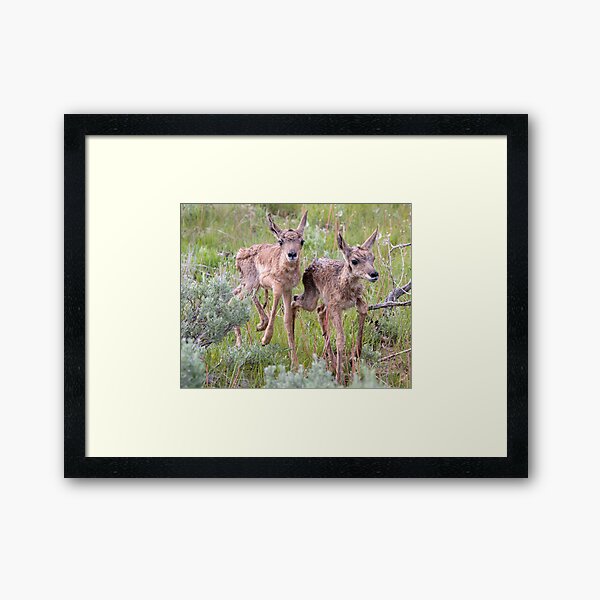Pronghorn Twins Romping Framed Art Print