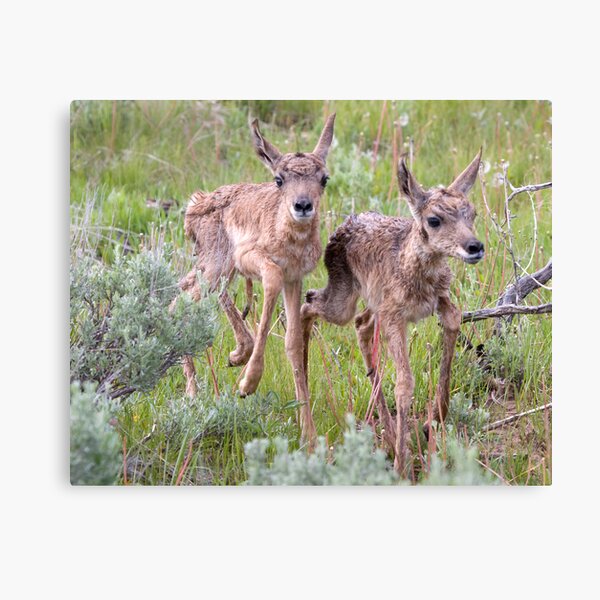 Gabelbockbabys sind sehr frühreif. Dieses Paar hatte ihre Mutter in der Nähe und testete gerade ihre Beine. Weitere Informationen zur Geschichte finden Sie hier: http: //www.redbubble.com/people/annruttle/art/3270967-3-teetering-antelope-fawn. Canon 40D Leinwanddruck