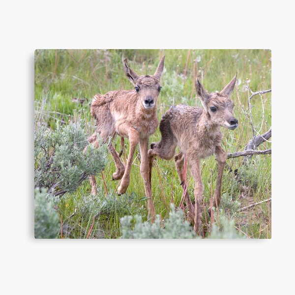Pronghorn Twins Romping Metal Print