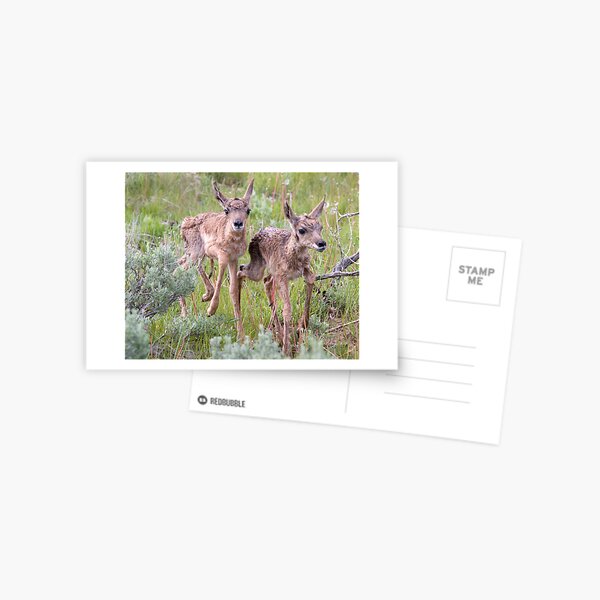 Pronghorn Twins Romping Postcard