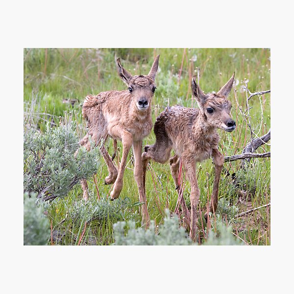 Pronghorn Twins Romping Photographic Print