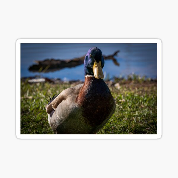 Item preview, Mallard Stare designed and sold by Falens-Photos.