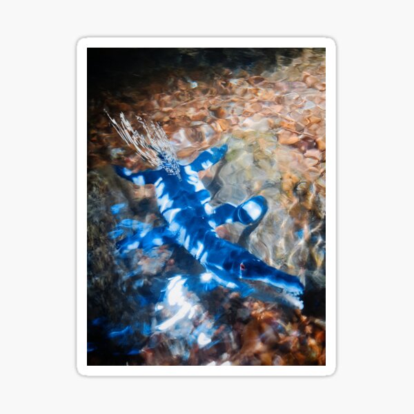 Item preview, Cruising The Shallows designed and sold by Honorguard117.