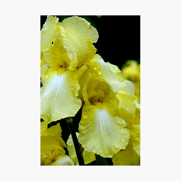 Item preview, Yellow designed and sold by Rubicon.