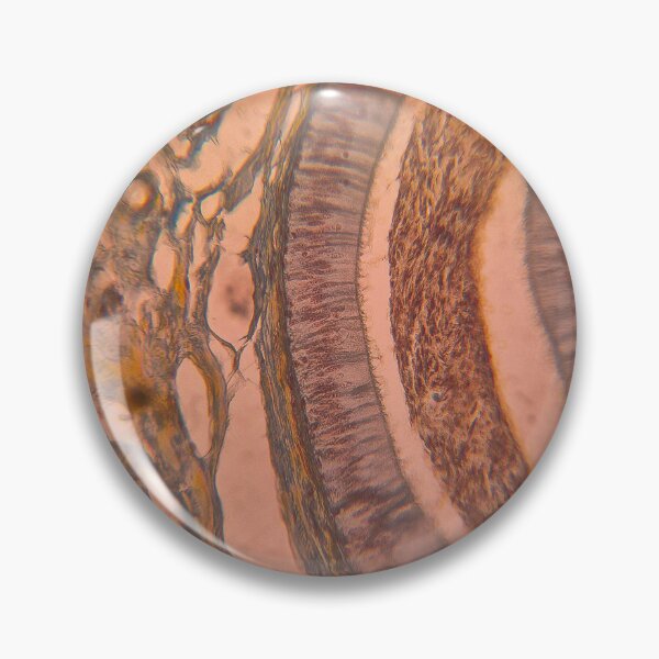 Item preview, Layered Symmetry – Microscopic Tissue Art Histology Slide designed and sold by Paws-e-whiskers.