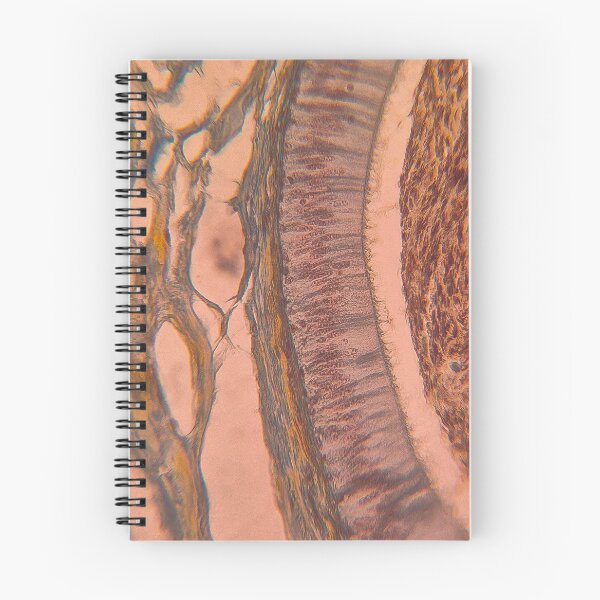Item preview, Layered Symmetry – Microscopic Tissue Art Histology Slide designed and sold by Paws-e-whiskers.