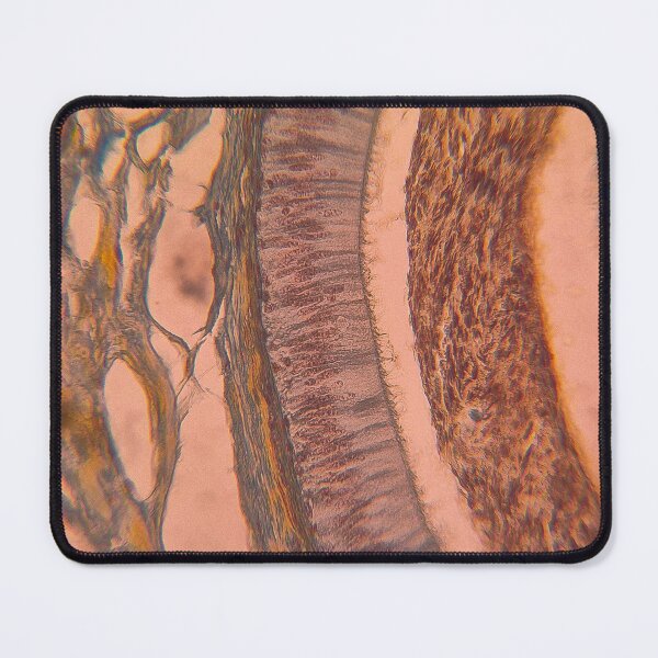 Item preview, Layered Symmetry – Microscopic Tissue Art Histology Slide designed and sold by Paws-e-whiskers.