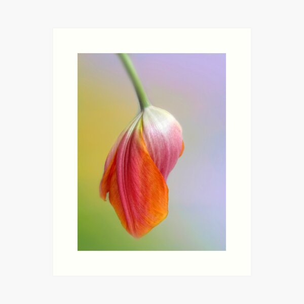 Item preview, Pastel Petal designed and sold by Jessica Jenney.