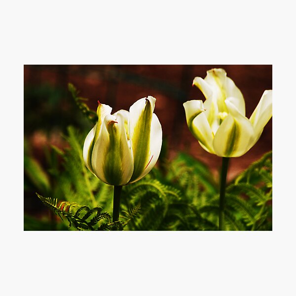 Item preview, Green Tulips designed and sold by LudaNayvelt.