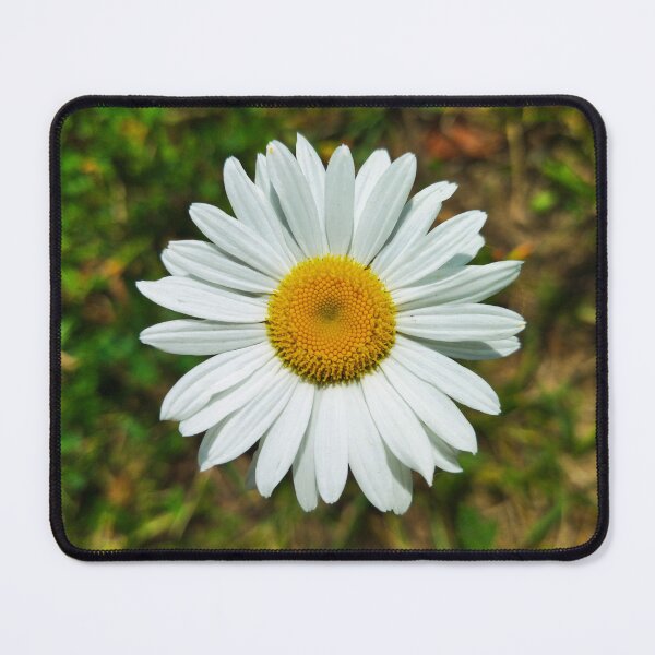 Item preview, Chamomile Flower Photo designed and sold by Sky-99.
