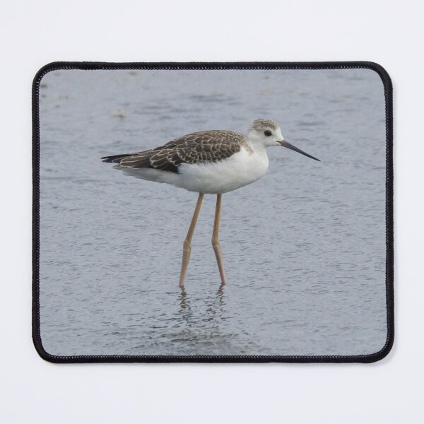 Item preview, Black Winged Stilt designed and sold by LaurenTucker.