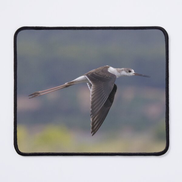 Item preview, Black Winged Stilt designed and sold by LaurenTucker.