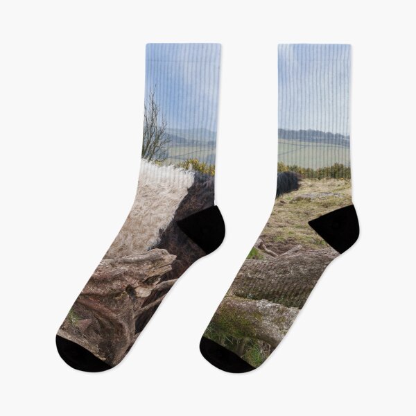 Item preview, Oreo Cow Among Rolling Heather Hills designed and sold by rawshutterbug.