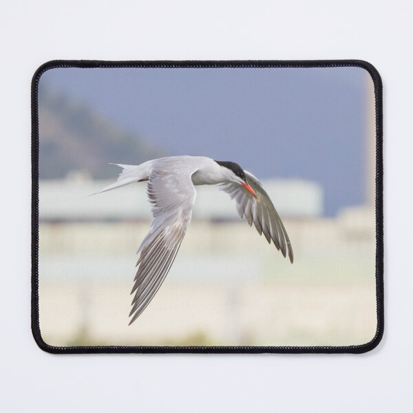 Item preview, Common Tern designed and sold by LaurenTucker.
