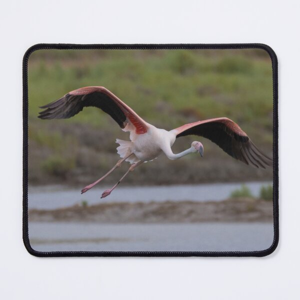 Item preview, Greater Flamingo designed and sold by LaurenTucker.