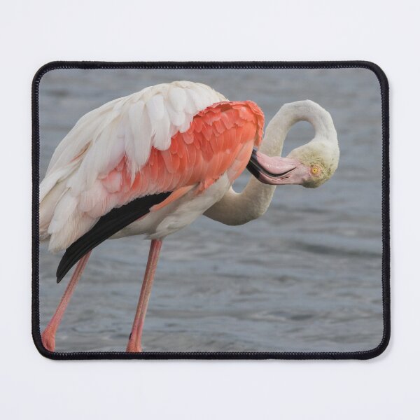 Item preview, Greater Flamingo designed and sold by LaurenTucker.