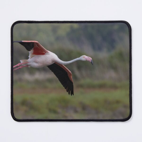 Item preview, Greater Flamingo designed and sold by LaurenTucker.