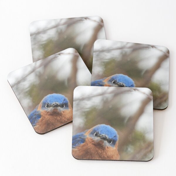 Item preview, He's Looking at You!  Eastern Bluebird designed and sold by WonderingNature.