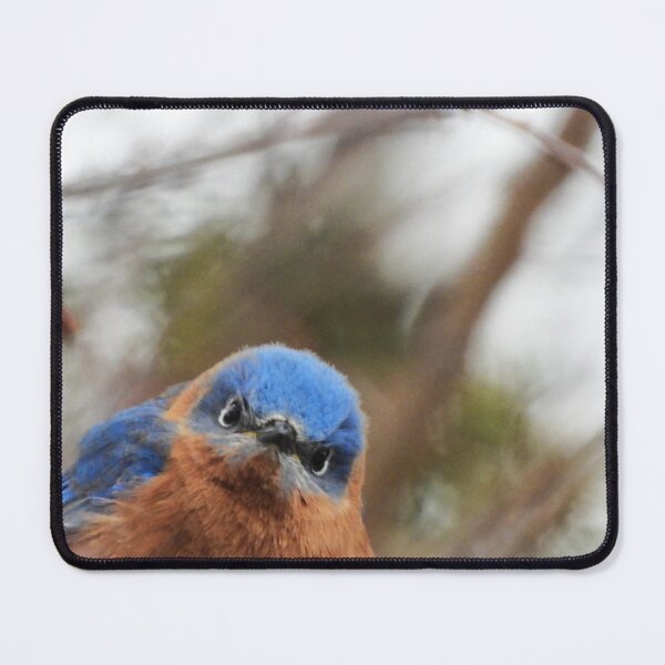 Item preview, He's Looking at You! Eastern Bluebird designed and sold by WonderingNature.