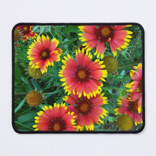Item preview, Blanket flowers photo designed and sold by Sky-99.