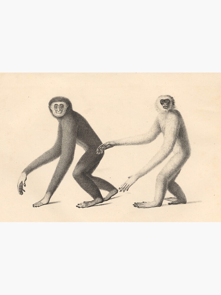 Thumbnail 2 of 2, Greeting Card, Gibbons from "Natural History and Illustrations of Mammals" by Heinrich Rudolf Schinz, 1824 designed and sold by mariapopova.